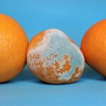 What Is Mold