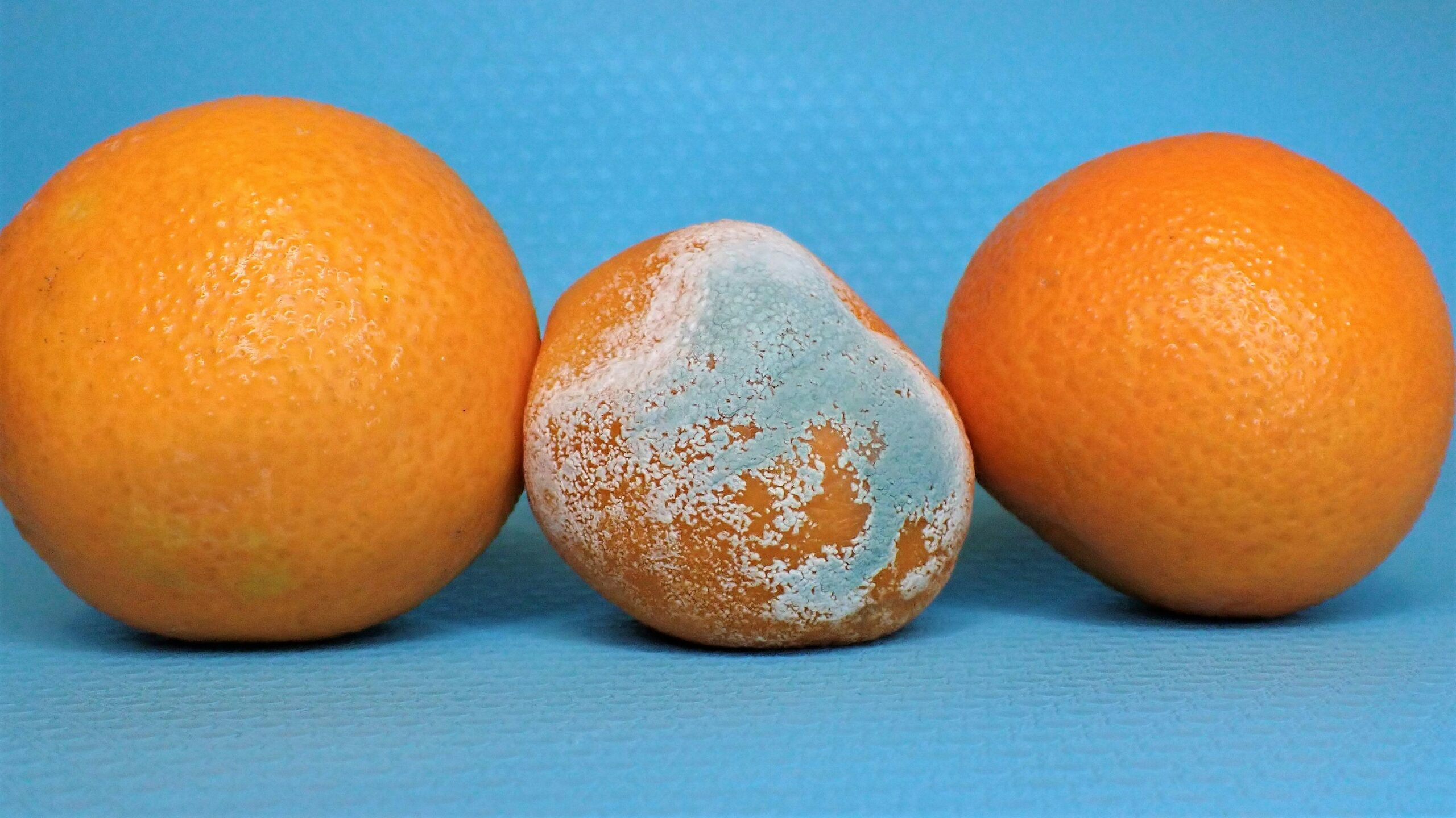 Three oranges and one egg on a blue background, with visible mold growth on one orange