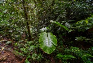 Moist forest with light mist in the air showing natural humidity outdoors