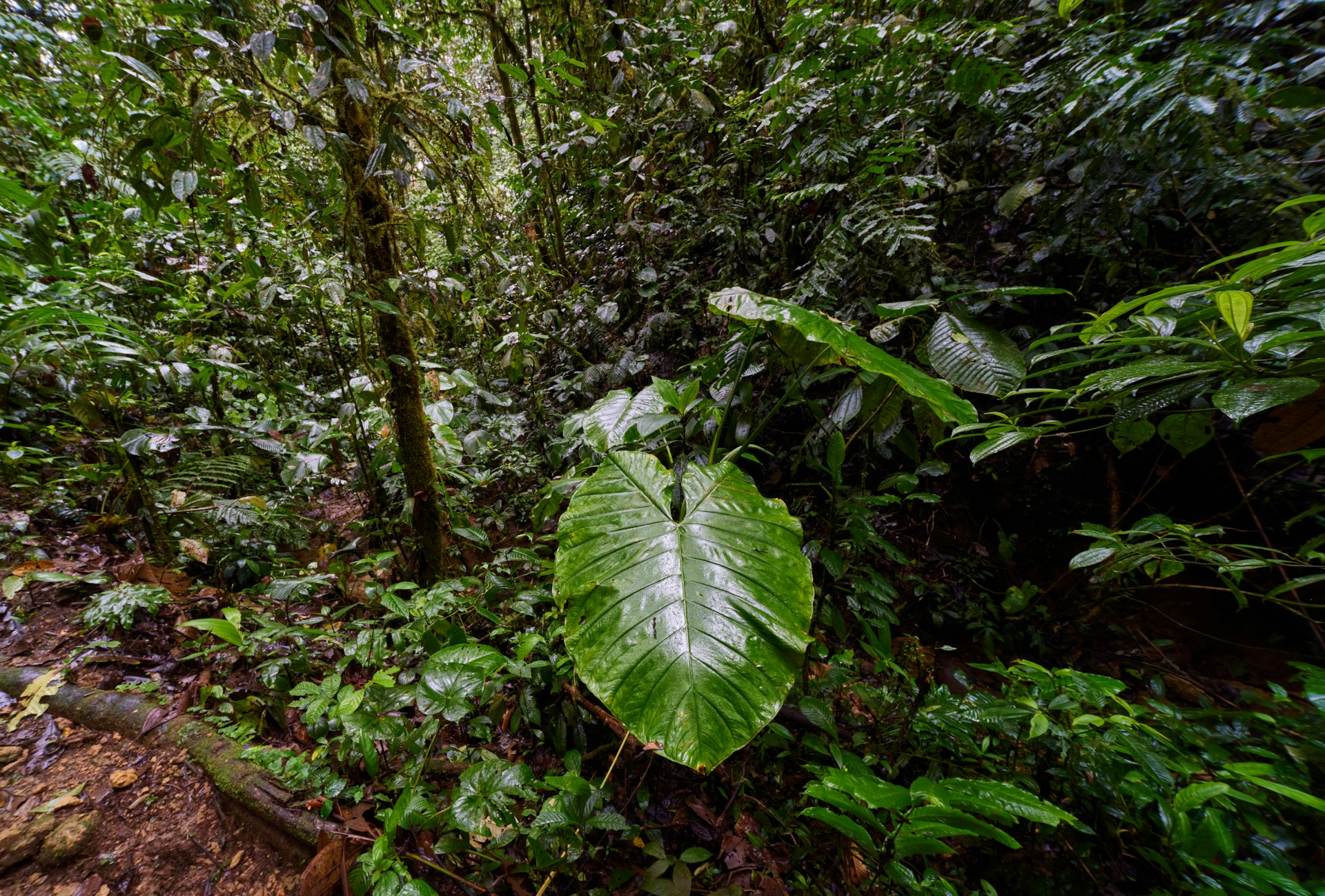 Moist forest with light mist in the air showing natural humidity outdoors