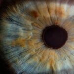 Why Do Pupils Change Size