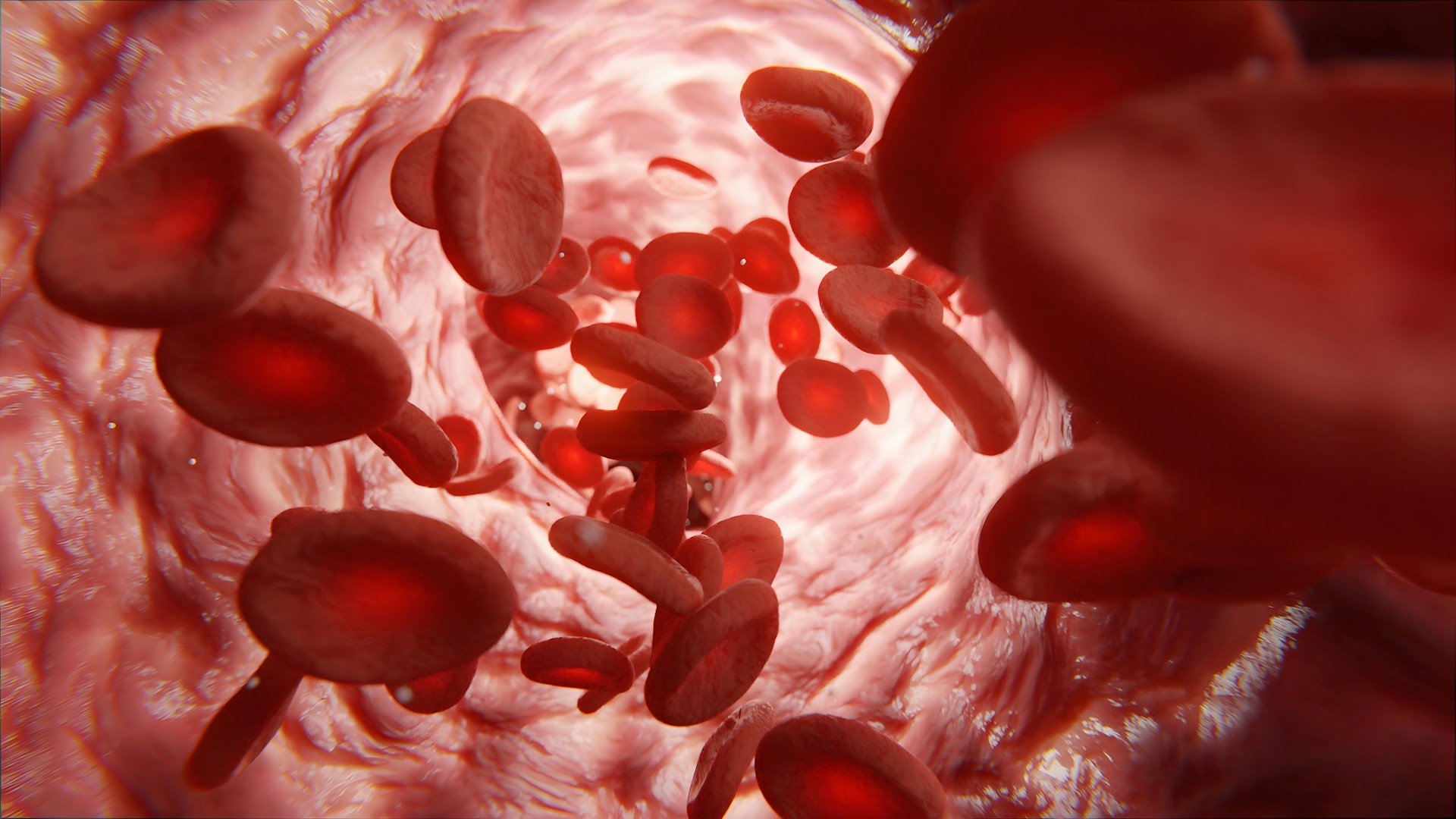 Red blood cells moving through a blood vessel, illustrating blood circulation in the body.