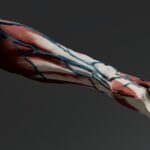 Why Do Veins Look Blue