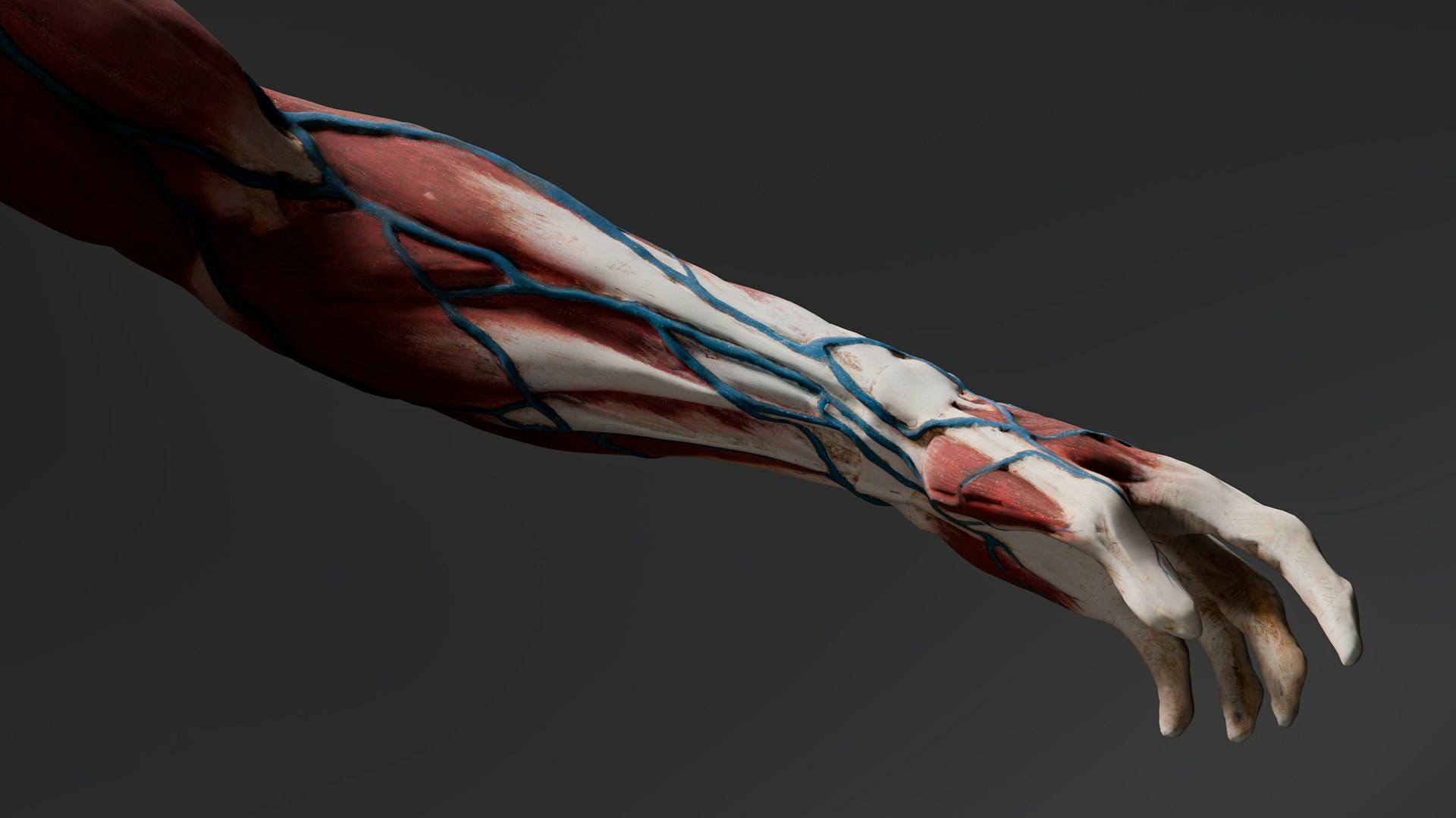 Blue veins shown on an anatomy model of a human hand.